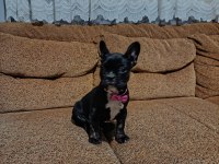 AA kalite french bulldog dişi
