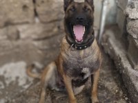 BELÇİKA KURT MALİNOİS DİŞİ EĞİTİM VE SCR HAS KAN