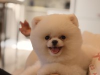Teddy bear pomeranian yavrularımız