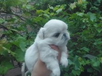 Yavru pekinez köpekler