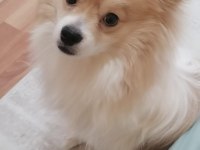 1 yaşında spitz