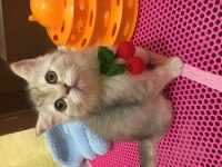 Bebeklik sendromu istemeyene british shorthair