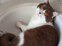 REZERVEYE AÇIK ÇİKOLATA KEDİLER