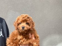 Muhteşem Toy Poodle yavrular