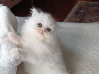 Veteriner kontrollü bebek kedilerimiz
