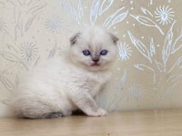 A KALİTE SCOTTİSH FOLD BLUE POİNT