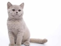 British shorthair yavrular