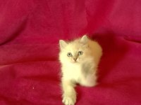 Tatlı kızımız british longhair