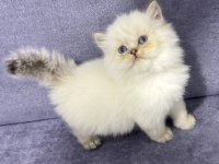 British Longhair Yavrumuz