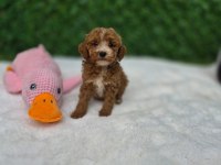 Aşılı Karnelı Maltipoo Yavrularımız