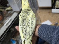 Sultan papağanı yavruları 2 aylık