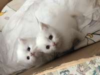British Longhair ve British Shorthair,