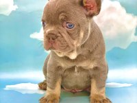 LİLAC TAN MAVİ GÖZLÜ FRENCH BULLDOG ERKEK