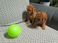 Yavru toy poodle