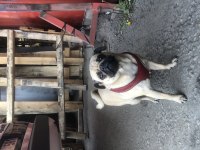 Eş pug yetişkin