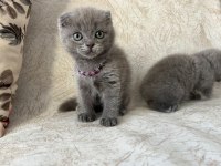 Scottish Fold ve british Shorthair yavrular