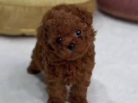 Toy Poodle Yavrumuz