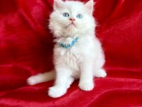 Kar Beyazı British Longhair Bebek Arayanlara