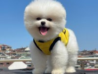 Pomeranian boo