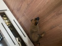 50 günlük erkek malinois günü gelen aşıları yapılı