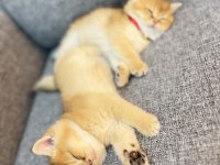 GOLDEN YAVRU KEDİLER İZMİR