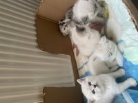 British Shorthair British Blue Point Yavruları 1 aylık