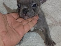 Egzotik french bulldog puppy