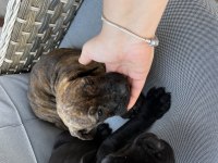 Cane corso yavrularımız