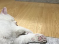 Kar beyazı 4 aylık british shorthair