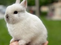 Netherland Dwarf (CÜCE TAVŞAN) BEBEKLER YENİ YUVASINI ARIYOR