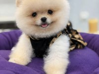 TEDDY FACE AYI SURAT YAPISINA SAHİP POMERANİAN KIZIMIZ
