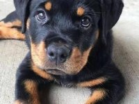 Ruhsatlı köpek çifliğinden rottweiler yavrular a scrli