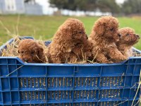 Çok sağlıklı poodle yavrular