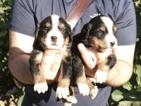 Bernese yavrularımız