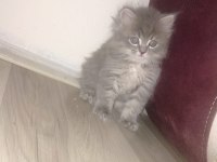 British longhair 60 günlük