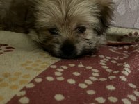 Yorkienese Terrier