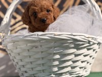 Toy poodle yavrularımız kore hazır