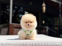 Sağlık Ve Irk Garantili Pomeranian