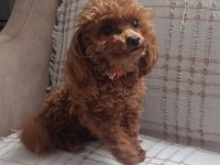 Tea Cup Redbrown Toy Poodle dişi