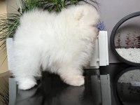 Pomeranian Boo @ppuppypawbodrum