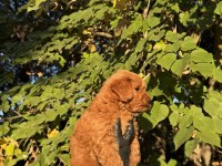RED BROWN MALTIPOO YAVRUMUZ YENİ YUVASINA HAZID