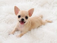 Cep boy WC eğitimli chihuahua