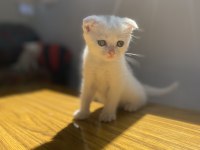 5 tane Kendi kedilerimizin bebekleri sahiplendirilecektir