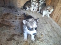 Safkan sabırla bebek husky yavrular