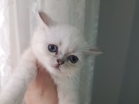 Teslime hazır 2 aylık dişi british shorthair bebeğim
