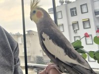 Konuşan Ve Ele Alışık Erkek Sultan Papağanı