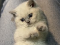 Veteriner hekim kontrollü british shorthair