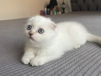 Safkan Soy Irk Garantili Scottish Fold Mükemmel Yavrumuz
