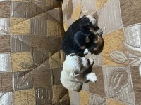 Terrier yavrular