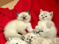 Sahiplendirilecek British Shorthair yavrular